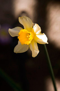 Leyendas de flores, el mito de Narciso