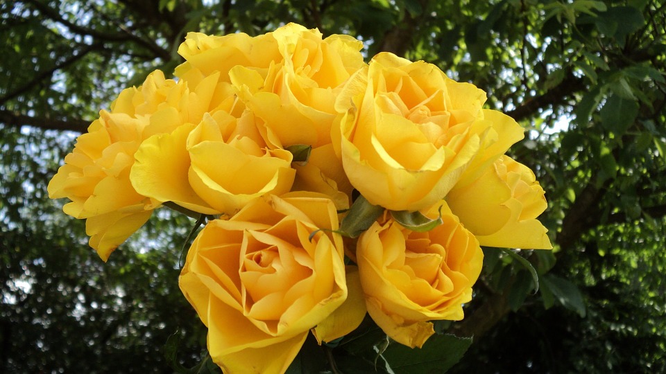 Las rosas amarillas: las mejores flores para expresar amistad | Flores a  domicilio - Floristería Flores4you