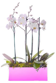 2 Orquídeas Phalaenopsis Blancas en Jardinera