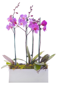 2 Orquídeas Phalaenopsis Malva en Jardinera