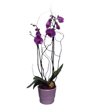 Orquídea Phalaenopsis Malva