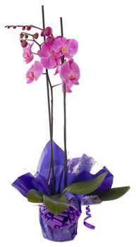 Orquídea Phalaenopsis preparada Malva o Blanca
