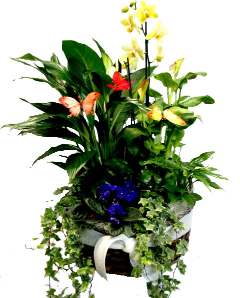Composición de Plantas con orquídea