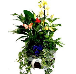 Composición de Plantas con orquídea